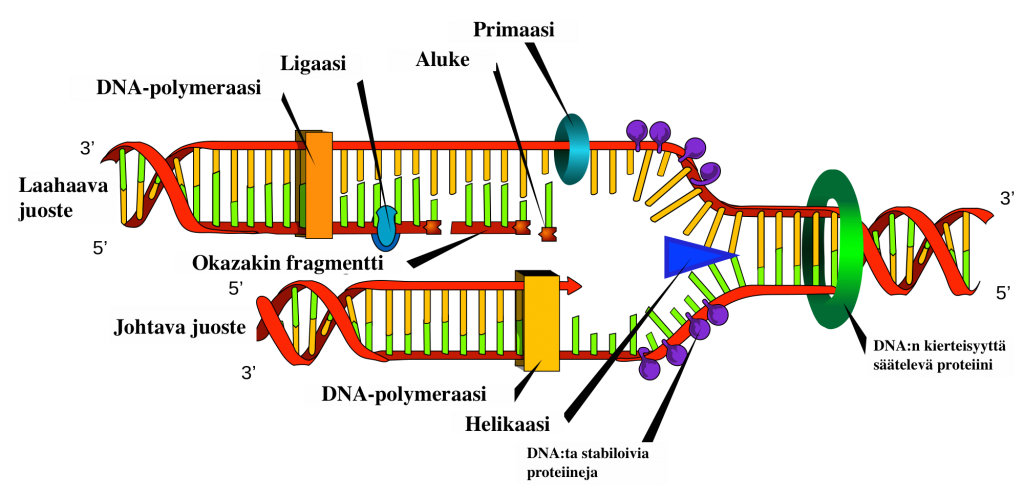Kuva 1.7. DNA replikaatio